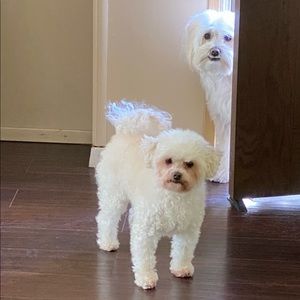 Meet your Posher, Susana